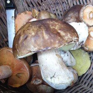 Setas y Boletus