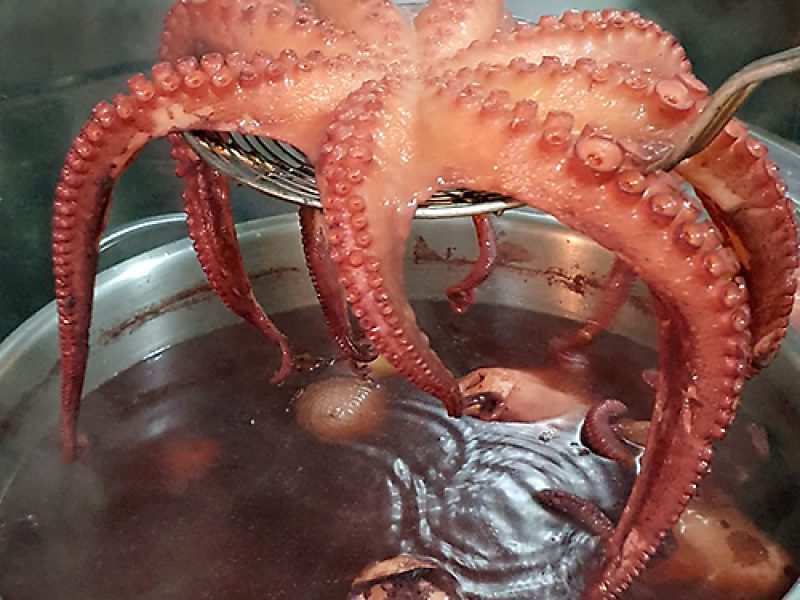 Nuestro tierno pulpo