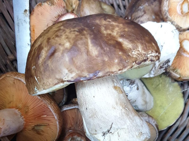 Setas y Boletus