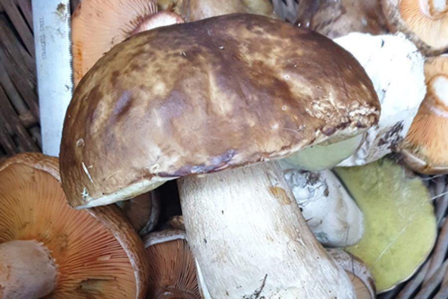 Setas y Boletus